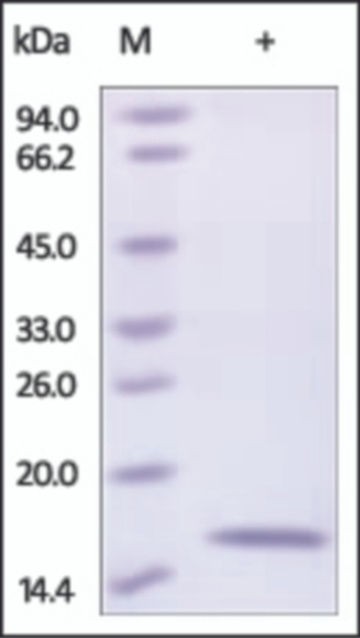 The purity of rh REG4 was determined by DTT-reduced (+) SDS-PAGE and staining overnight with Coomassie Blue.