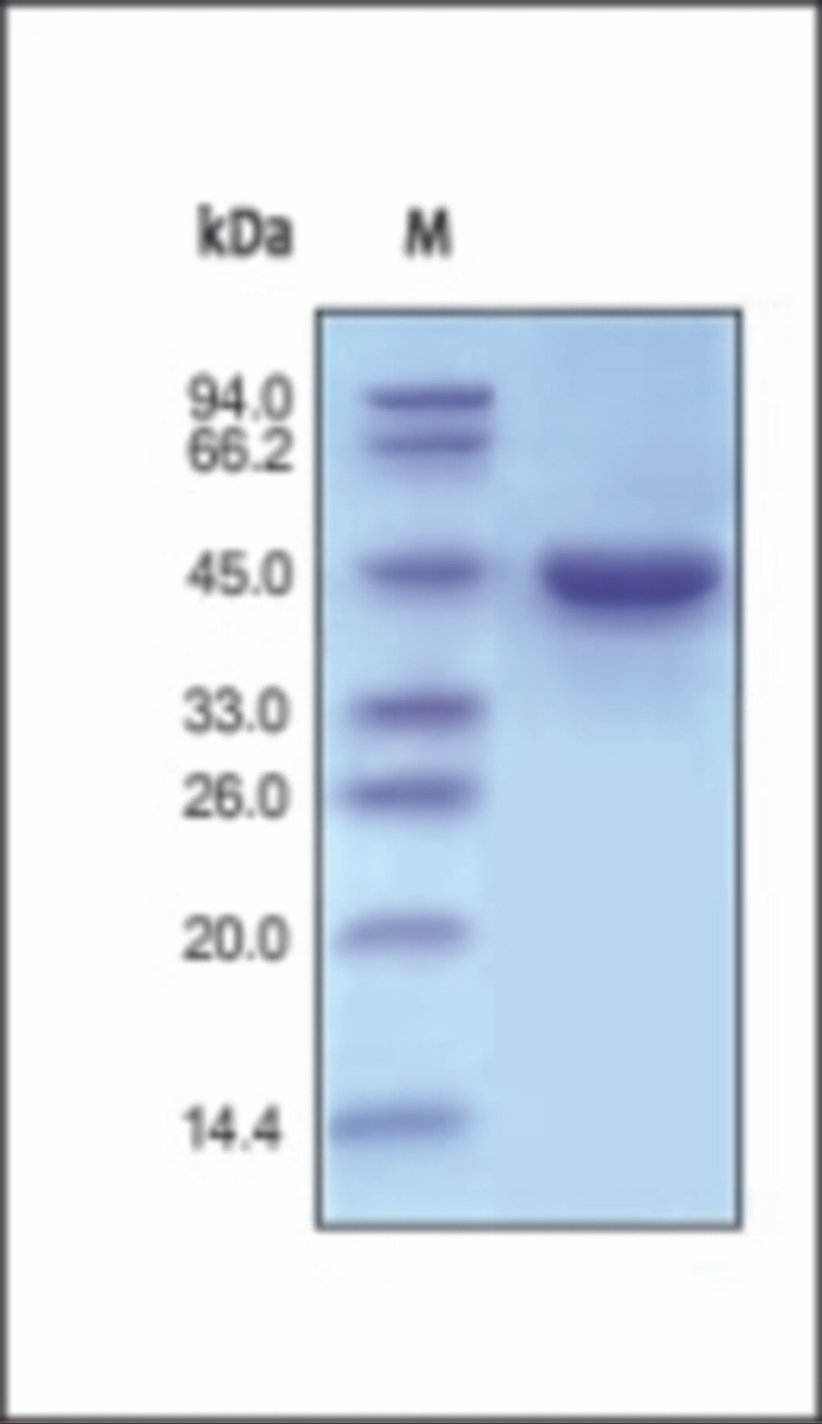 The purity of rh Renin was determined by DTT-reduced (+) SDS-PAGE and staining overnight with Coomassie Blue.