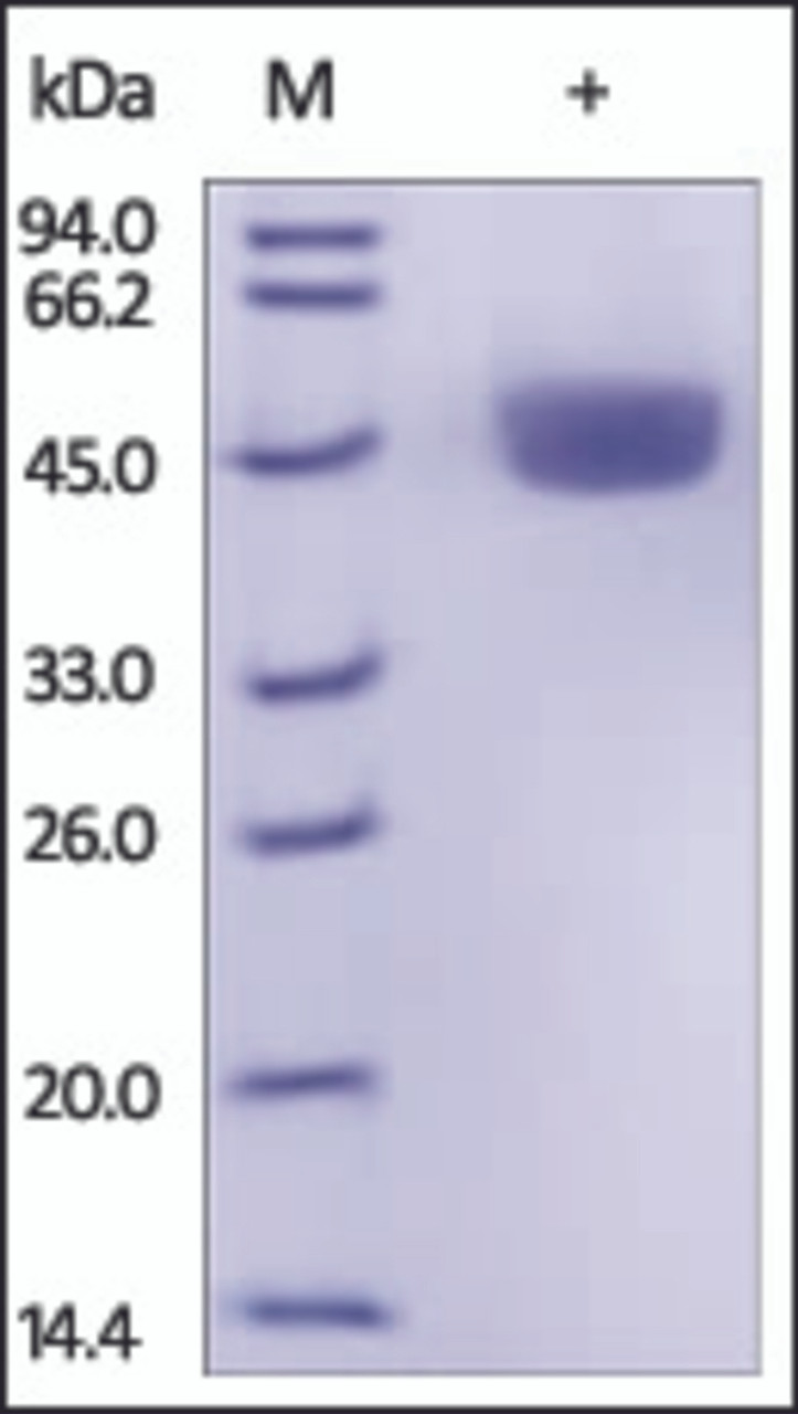 The purity of mouse Renin was determined by DTT-reduced (+) SDS-PAGE and staining overnight with Coomassie Blue.