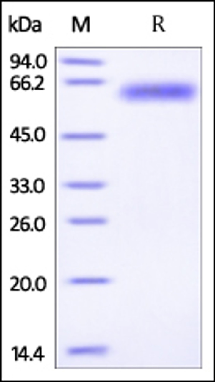Mouse ROR1, His Tag on SDS-PAGE under reducing (R) condition. The gel was stained overnight with Coomassie Blue. The purity of the protein is greater than 95%.