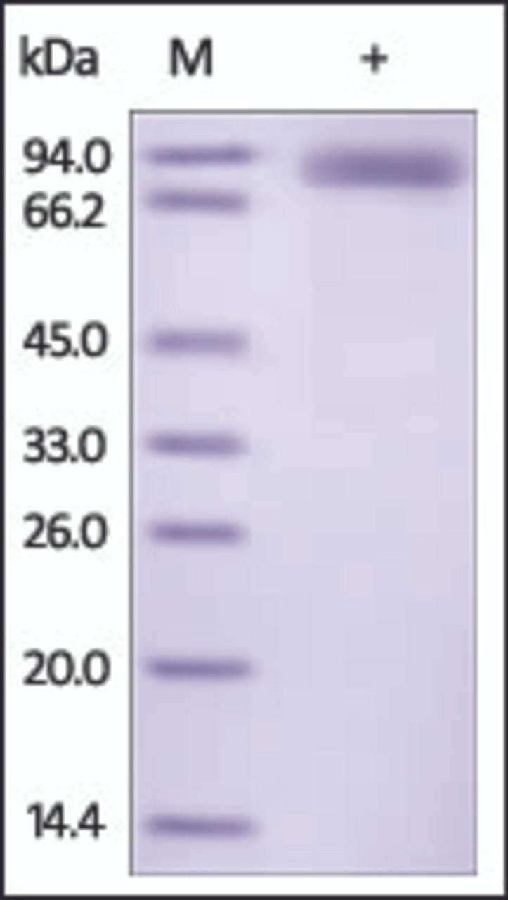 The purity of rh ROR2 Fc Chimera was determined by DTT-reduced (+) SDS-PAGE and staining overnight with Coomassie Blue.