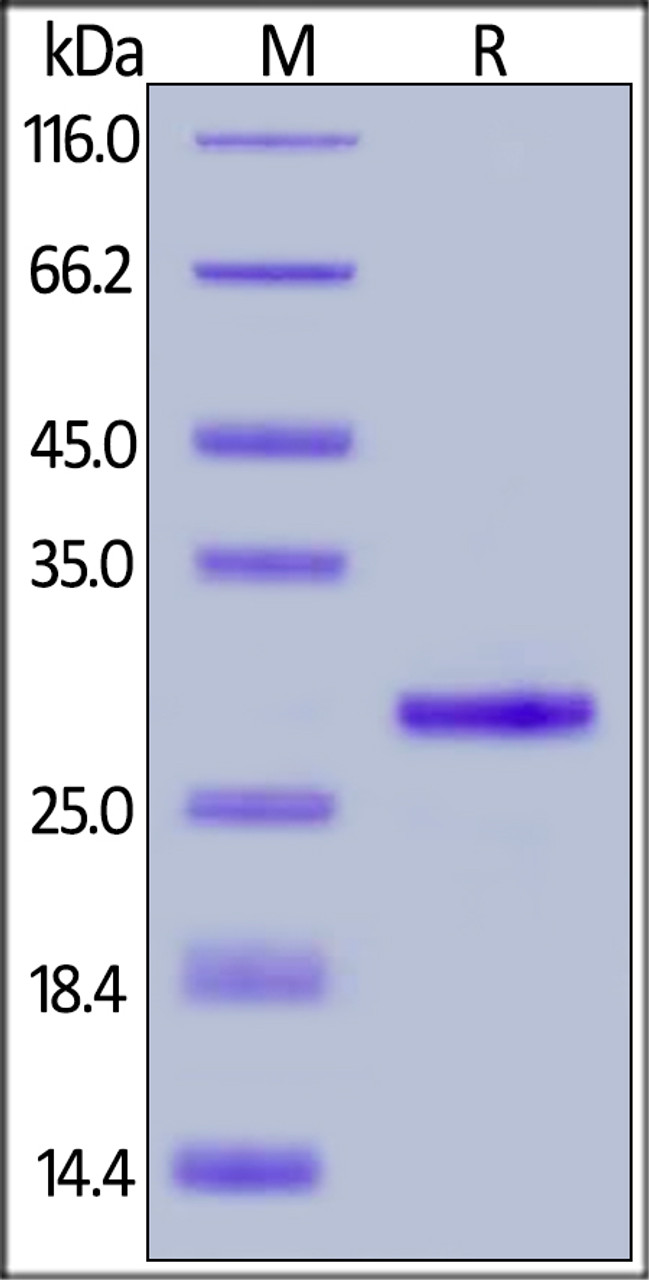 Recombinant Protein G, His Tag on SDS-PAGE under reducing (R) condition. The gel was stained overnight with Coomassie Blue. The purity of the protein is greater than 98%.