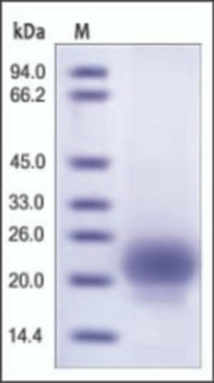 The purity of rh RSPO1/146 was determined by DTT-reduced (+) SDS-PAGE and staining overnight with Coomassie Blue.