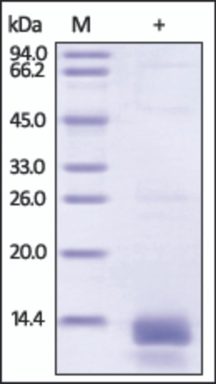The purity of rh S100A14 was determined by DTT-reduced (+) SDS-PAGE and staining overnight with Coomassie Blue.