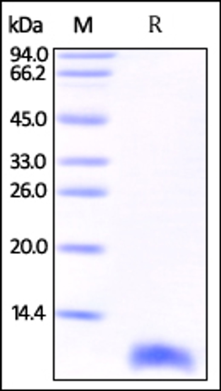 Human S100B, His Tag on SDS-PAGE under reducing (R) condition. The gel was stained overnight with Coomassie Blue. The purity of the protein is greater than 95%.