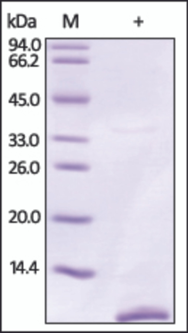 The purity of rh S100P / S100E was determined by DTT-reduced (+) SDS-PAGE and staining overnight with Coomassie Blue.