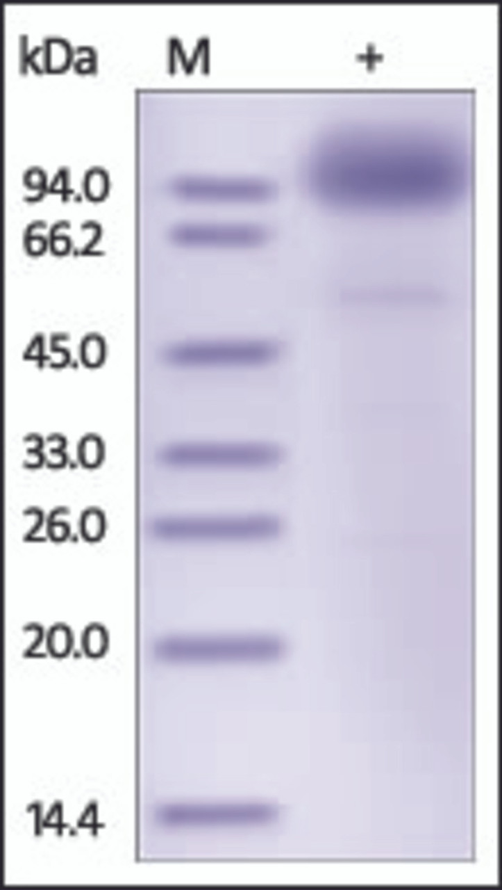 The purity of rh SCARB2 / CD36L2/ LIMP2 Fc Chimera was determined by DTT-reduced (+) SDS-PAGE and staining overnight with Coomassie Blue.