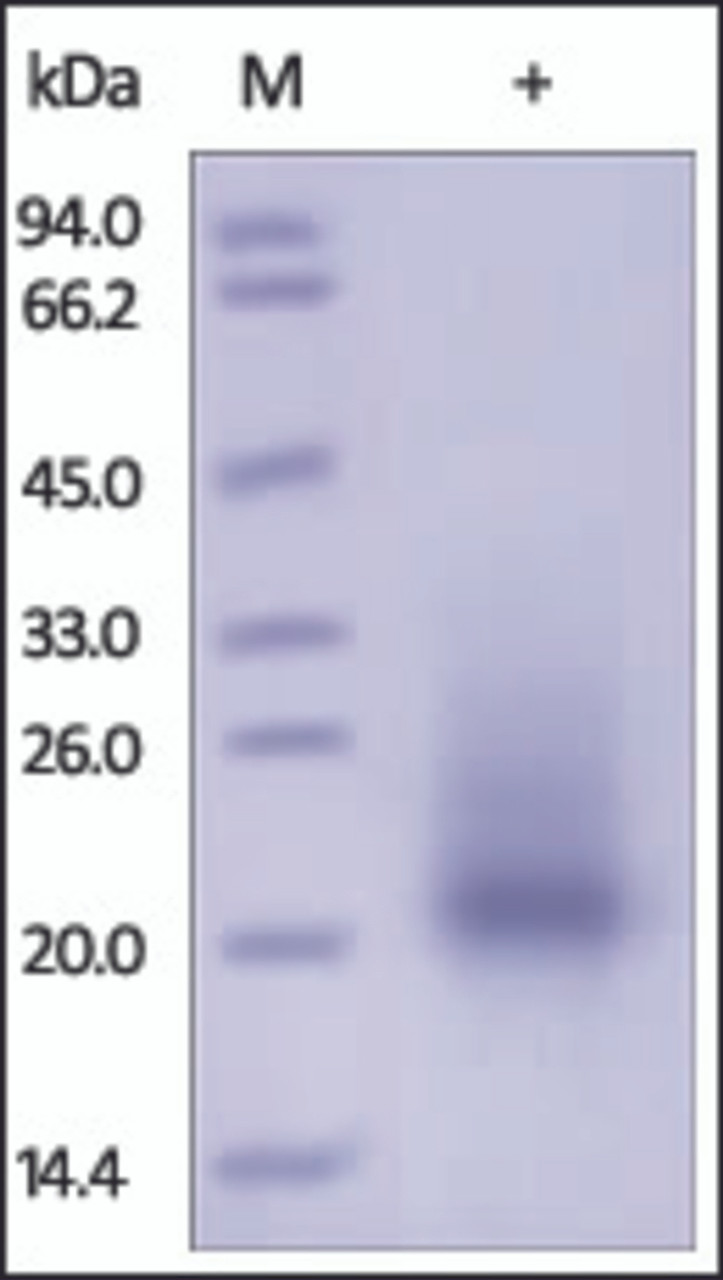 The purity of Mouse SCF was determined by DTT-reduced (+) SDS-PAGE and staining overnight with Coomassie Blue.