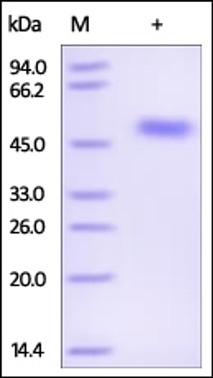 The purity of rh SERPINF1 / PEDF was determined by DTT-reduced (+) SDS-PAGE and staining overnight with Coomassie Blue.