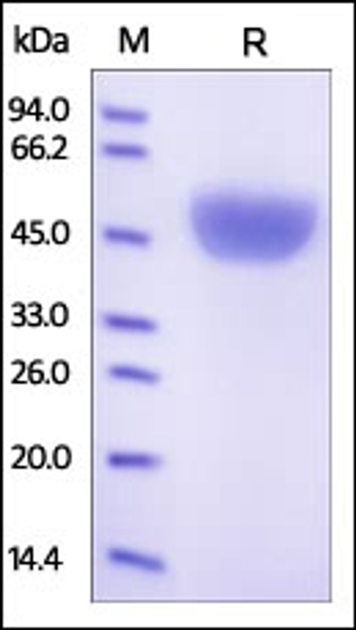 Human Serpin A1, His Tag on SDS-PAGE under reducing (R) condition. The gel was stained overnight with Coomassie Blue. The purity of the protein is greater than 95%.