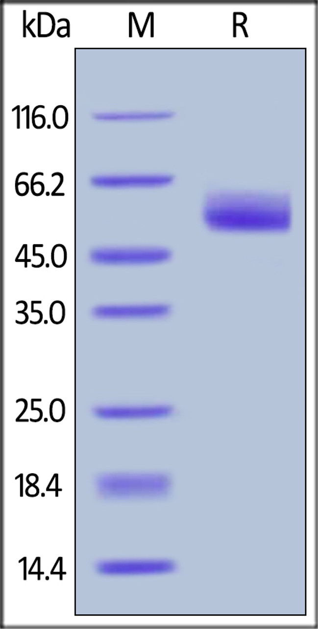 Human Serpin A3, His Tag on SDS-PAGE under reducing (R) condition. The gel was stained overnight with Coomassie Blue. The purity of the protein is greater than 95%.