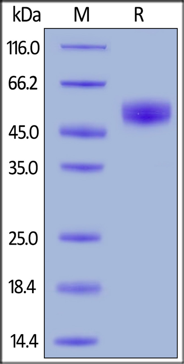 Human SIRP alpha, His Tag (HPLC-verified) on SDS-PAGE under reducing (R) condition. The gel was stained overnight with Coomassie Blue. The purity of the protein is greater than 95%.