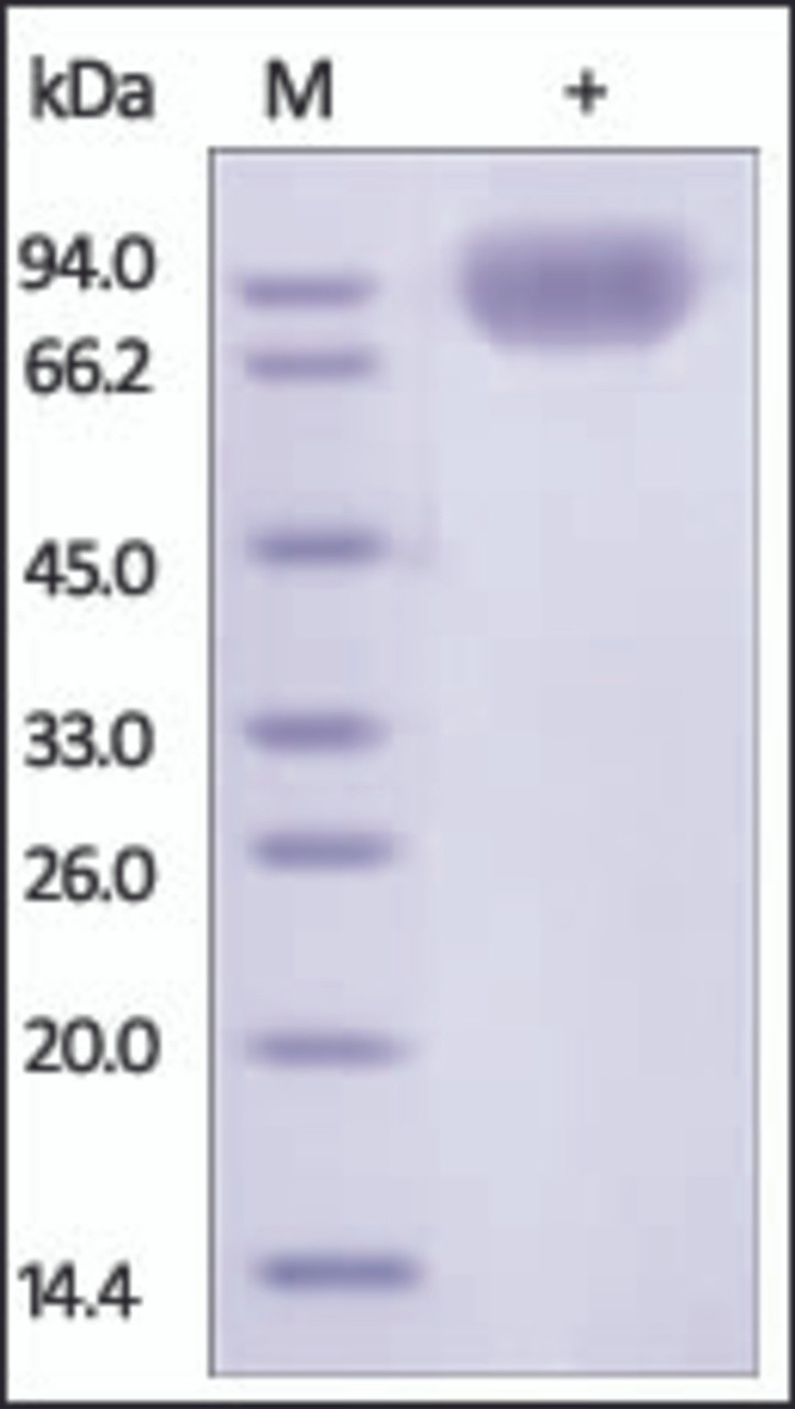 The purity of rh CD172a / SIRP-A Fc Chimera was determined by DTT-reduced (+) SDS-PAGE and staining overnight with Coomassie Blue.