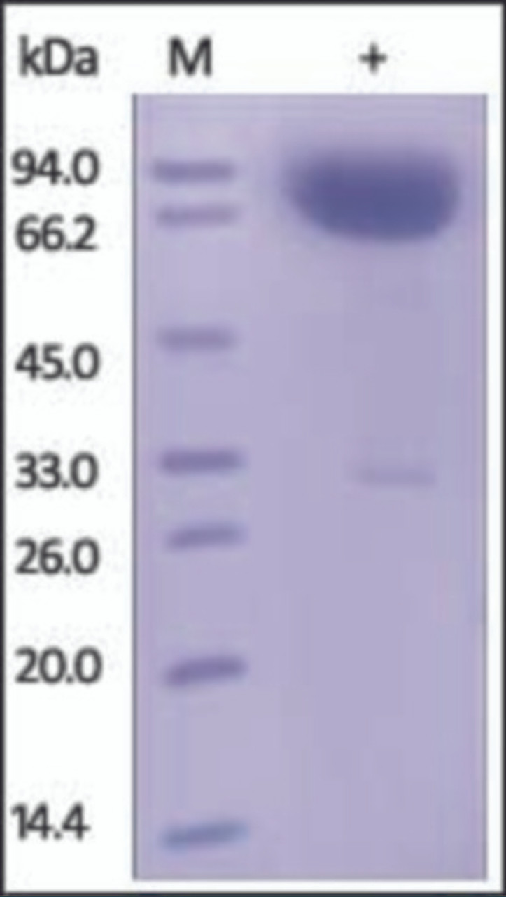 The purity of rh CD172a /SIRPA mouse Fc Chimera was determined by DTT-reduced (+) SDS-PAGE and staining overnight with Coomassie Blue.