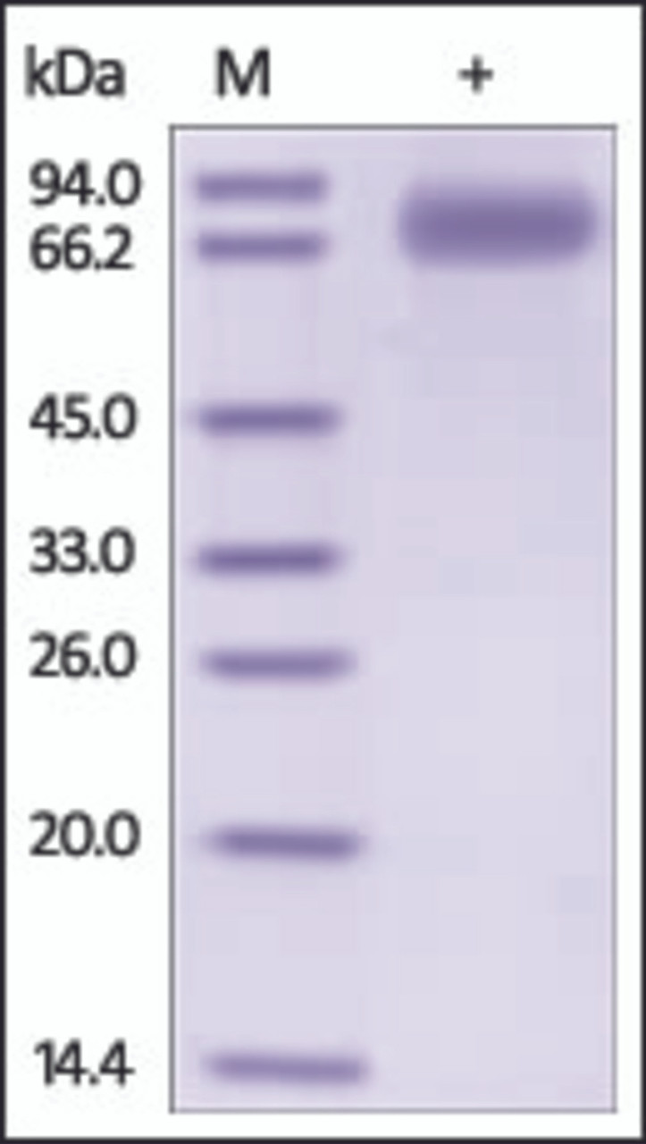 The purity of rh SIRPG /CD172G Fc Chimera was determined by DTT-reduced (+) SDS-PAGE and staining overnight with Coomassie Blue.