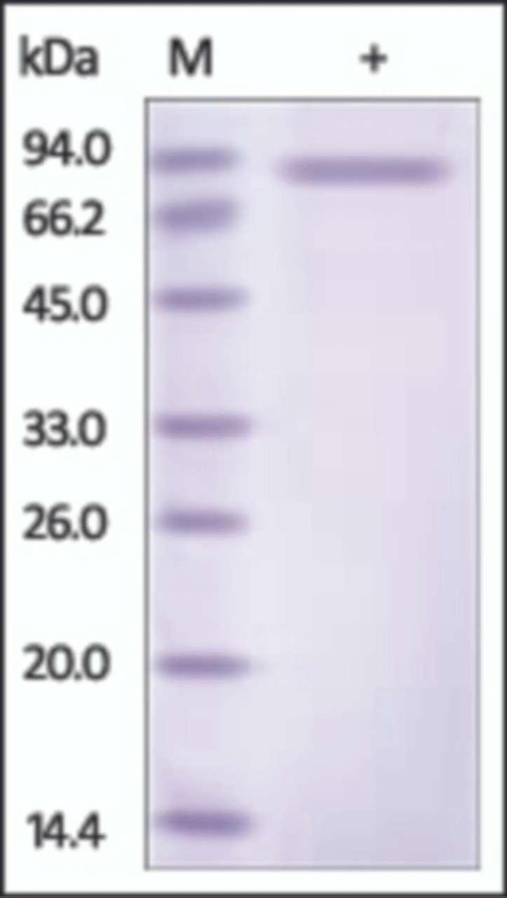 The purity of rh SLITRK6 was determined by DTT-reduced (+) SDS-PAGE and staining overnight with Coomassie Blue.