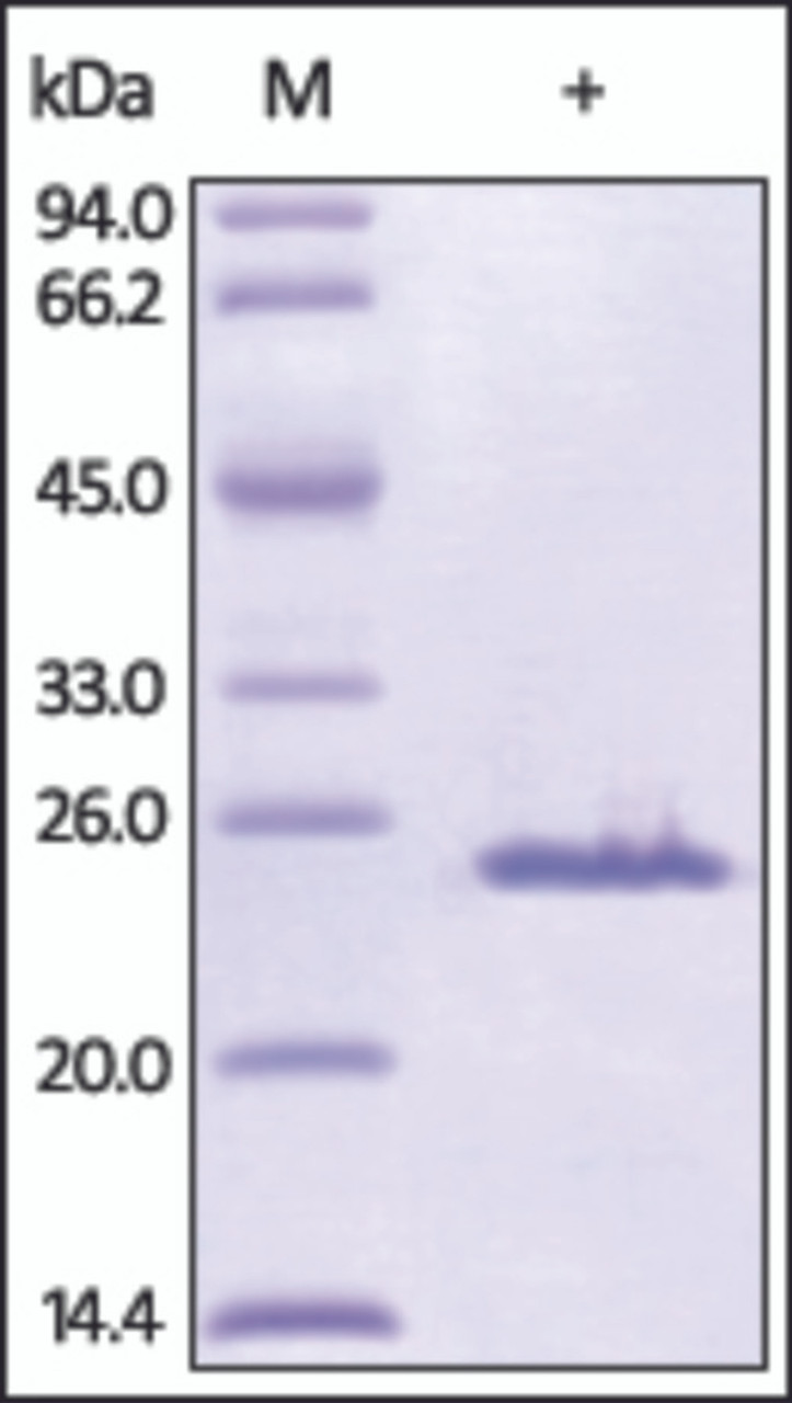 The purity of rh SOD2 / Mn-SOD was determined by DTT-reduced (+) SDS-PAGE and staining overnight with Coomassie Blue.