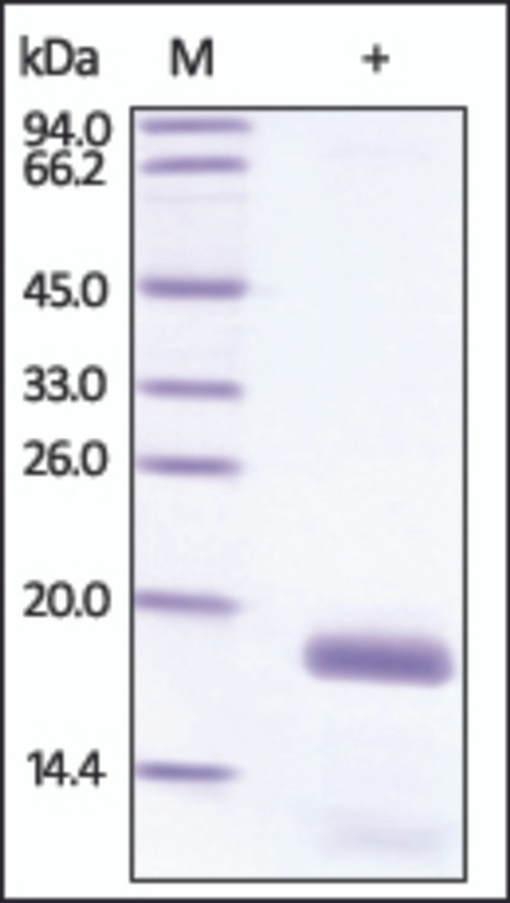 The purity of rh STMN1 / Stathmin was determined by DTT-reduced (+) SDS-PAGE and staining overnight with Coomassie Blue.