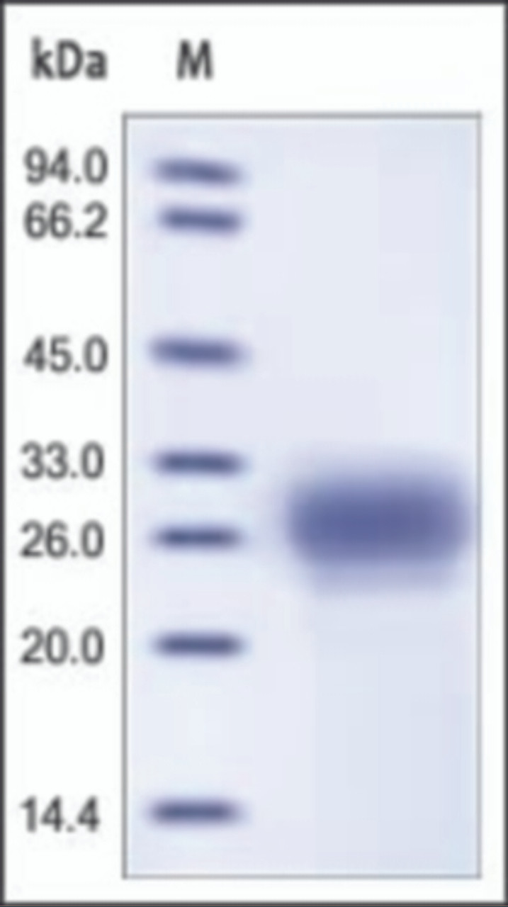 The purity of rh TFPI2 was determined by DTT-reduced (+) SDS-PAGE and staining overnight with Coomassie Blue.