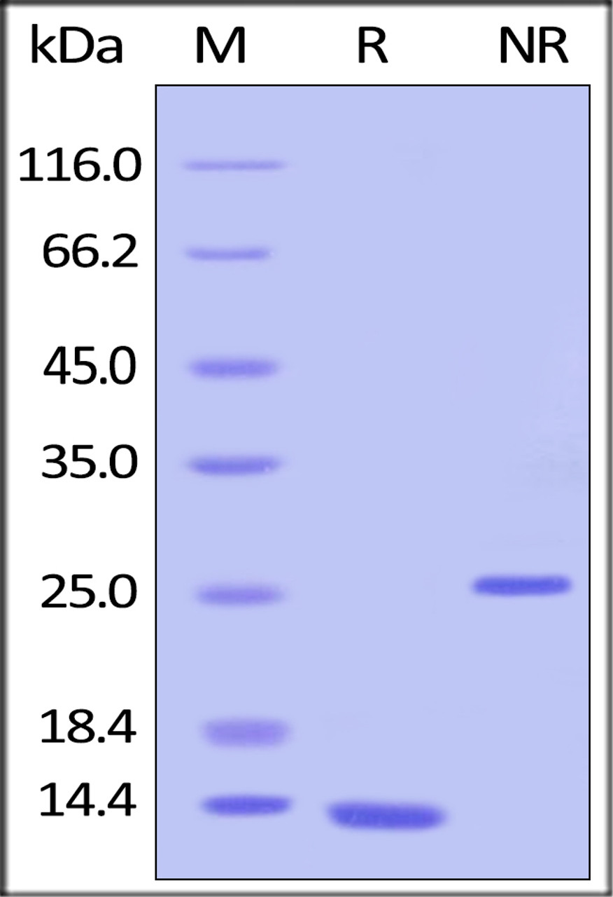 Human TGFB1, Tag Free on SDS-PAGE under reducing (R) and non-reducing (NR) conditions. The gel was stained overnight with Coomassie Blue. The purity of the protein is greater than 95%.