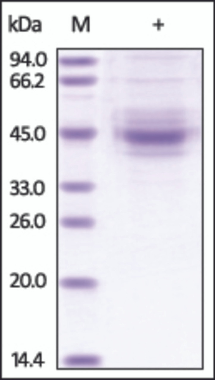 The purity of rh TIGIT / VSIG9 / VSTM3 Fc Chimera was determined by DTT-reduced (+) SDS-PAGE and staining overnight with Coomassie Blue.