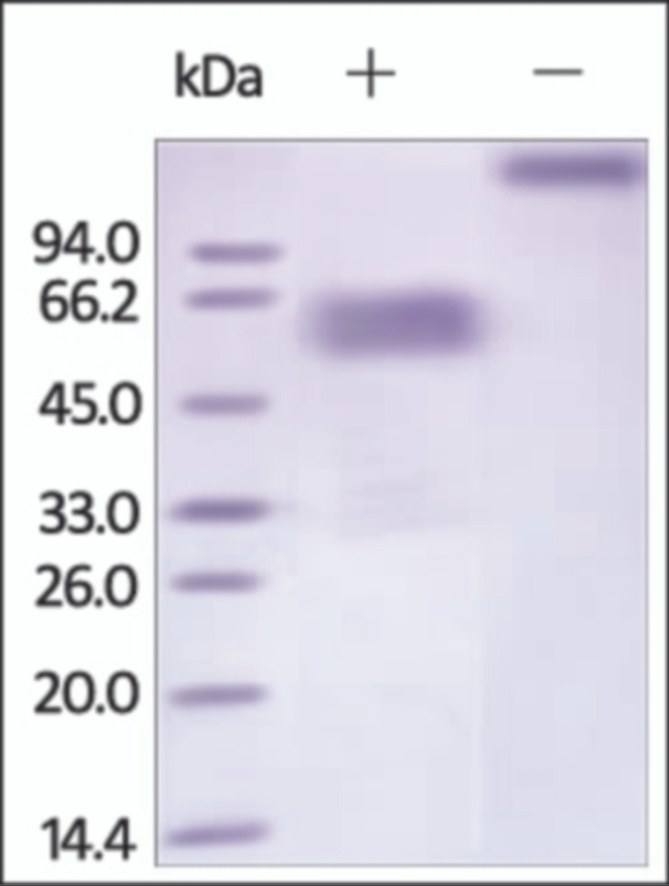 The purity of rh TIM3 / HAVCR2 Fc Chimera was determined by DTT-reduced (+) and non-reduced (-) SDS-PAGE and staining overnight with Coomassie Blue.