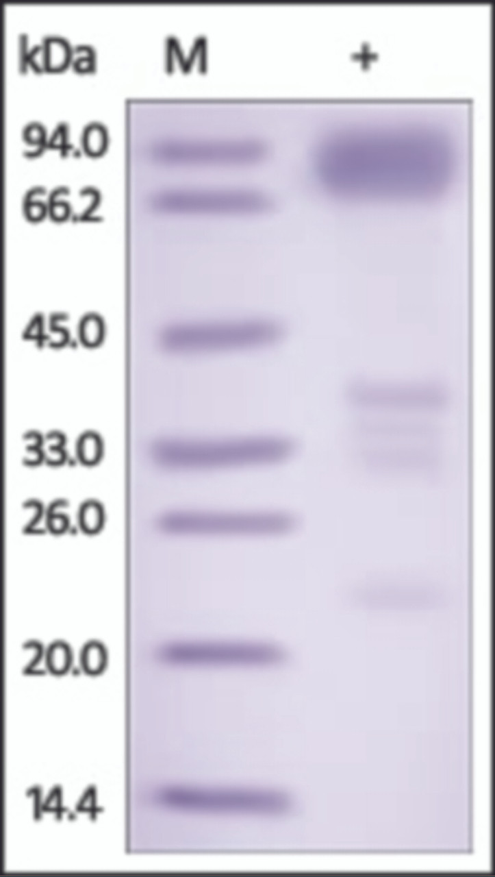 The purity of rh TNFRSF21 /DR6 Fc Chimera was determined by DTT-reduced (+) SDS-PAGE and staining overnight with Coomassie Blue.