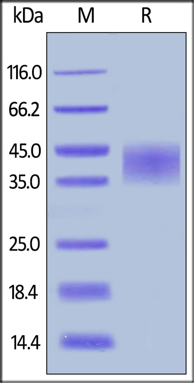 Human TNFR2, His Tag on SDS-PAGE under reducing (R) condition. The gel was stained overnight with Coomassie Blue. The purity of the protein is greater than 95%.