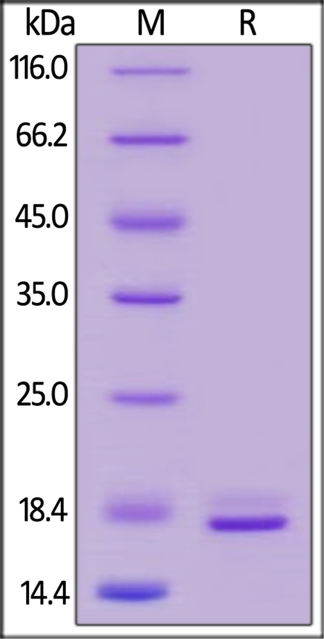 Human TNF-alpha, Tag Free, low endotoxin (HPLC-verified) on SDS-PAGE under reducing (R) condition. The gel was stained overnight with Coomassie Blue. The purity of the protein is greater than 95%.