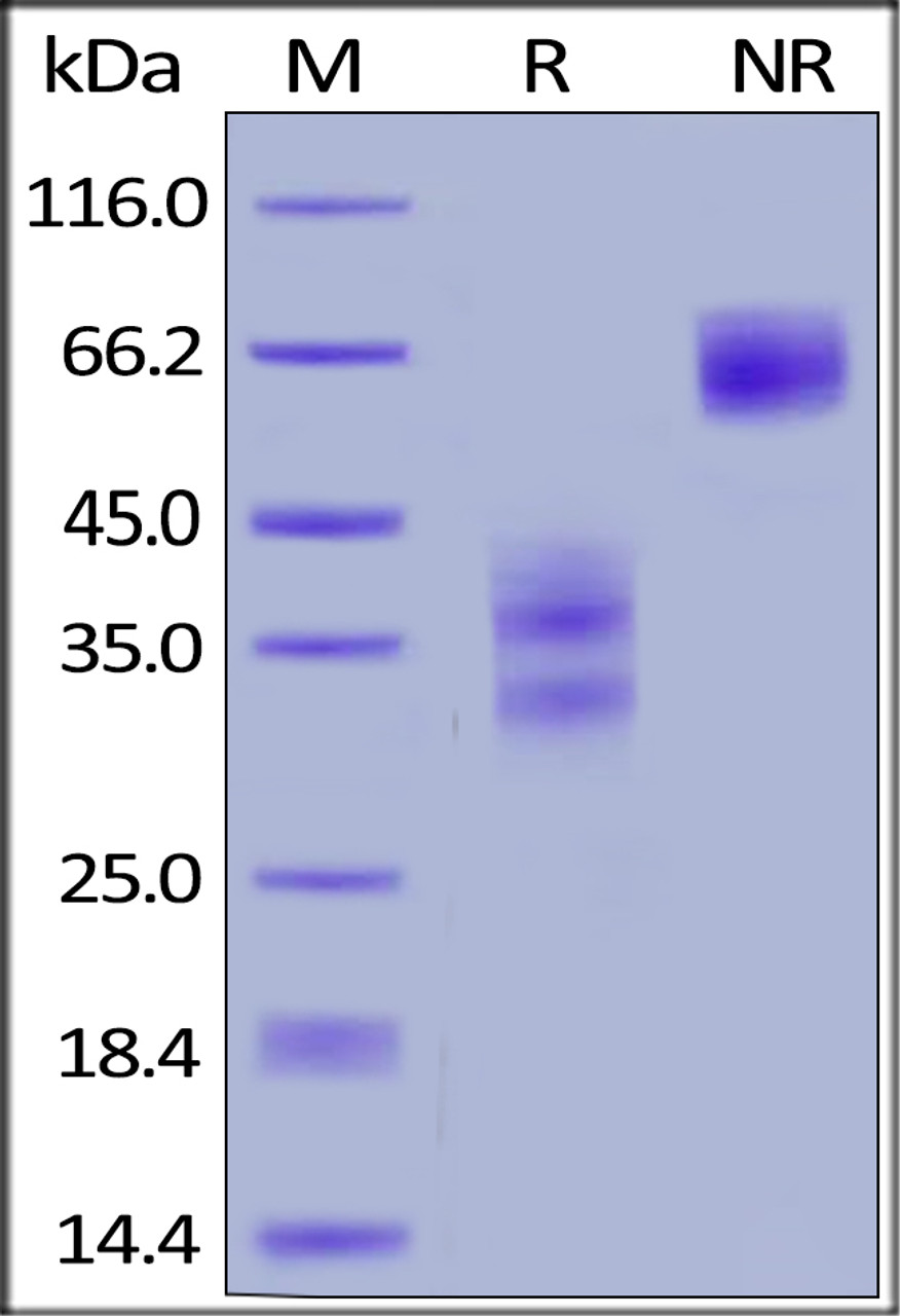 Human TWEAK R, Fc Tag on SDS-PAGE under reducing (R) and non-reducing (NR) conditions. The gel was stained overnight with Coomassie Blue. The purity of the protein is greater than 95%.