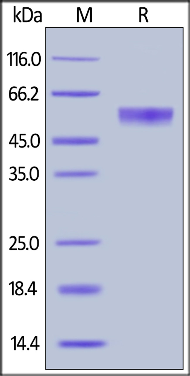 Human Osteoprotegerin, His Tag on SDS-PAGE under reducing (R) condition. The gel was stained overnight with Coomassie Blue. The purity of the protein is greater than 95%.