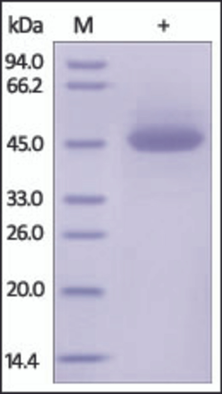 The purity of rh TRAILR1 /DR4 Fc Chimera was determined by DTT-reduced (+) SDS-PAGE and staining overnight with Coomassie Blue.