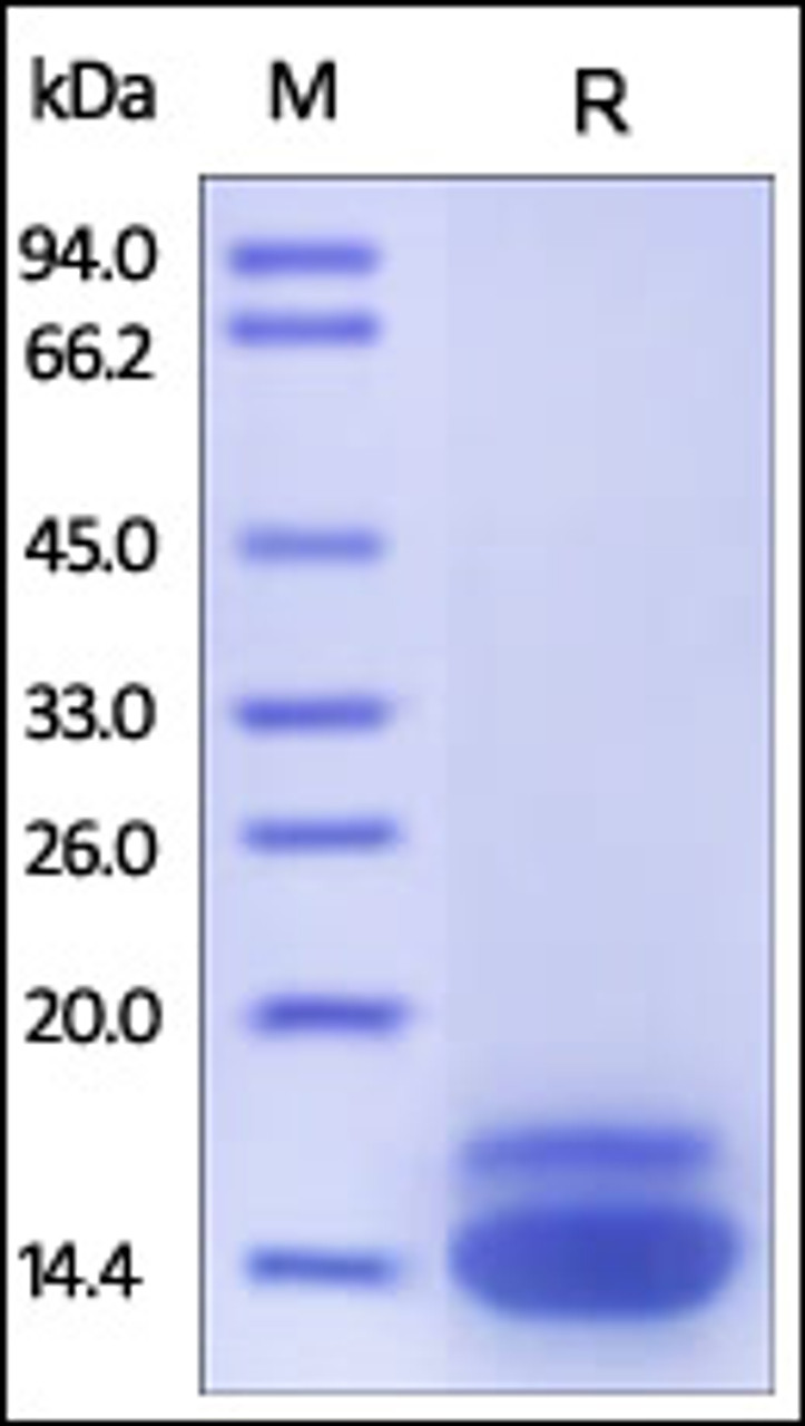 Human TRAIL R2, His Tag on SDS-PAGE under reducing (R) condition. The gel was stained overnight with Coomassie Blue. The purity of the protein is greater than 95%.