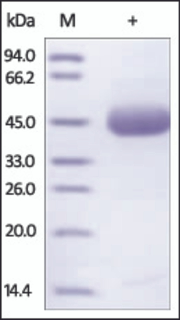 The purity of rh TRAILR2 Fc Chimera was determined by DTT-reduced (+) SDS-PAGE and staining overnight with Coomassie Blue.