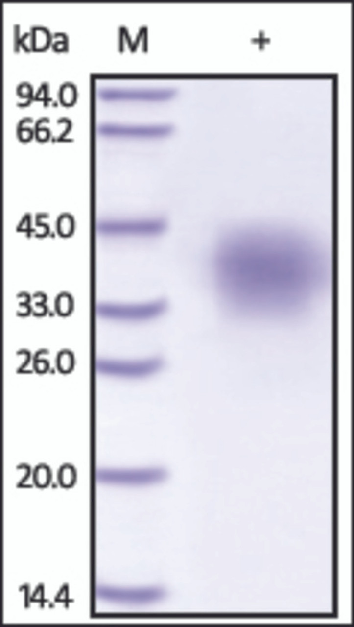 The purity of rh TNFRSF10D / CD264 / TRAILR4 was determined by DTT-reduced (+) SDS-PAGE and staining overnight with Coomassie Blue.