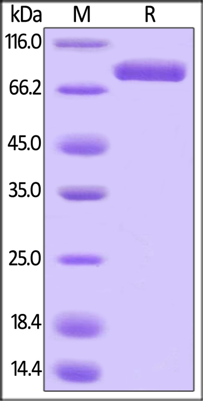 Human Transferrin, His Tag on SDS-PAGE under reducing (R) condition. The gel was stained overnight with Coomassie Blue. The purity of the protein is greater than 95%.