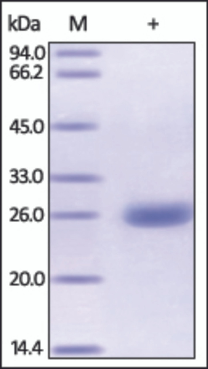 The purity of rh UCHL1 was determined by DTT-reduced (+) SDS-PAGE and staining overnight with Coomassie Blue.