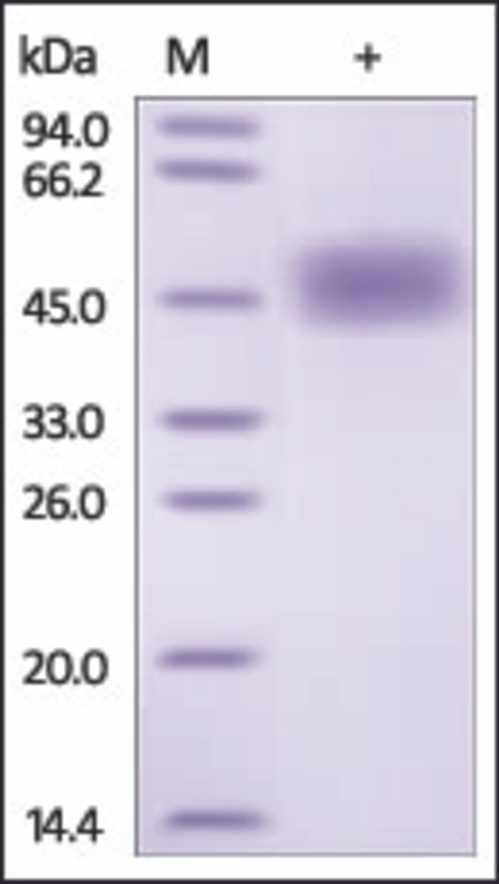 The purity of rh-uPAR / PLAUR was determined by DTT-reduced (+) SDS-PAGE and staining overnight with Coomassie Blue.