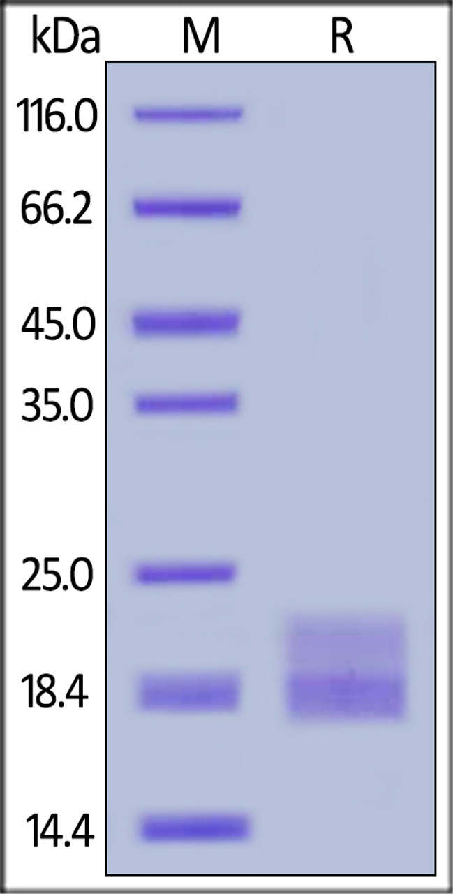Mouse VEGF120, Tag Free on SDS-PAGE under reducing (R) condition. The gel was stained overnight with Coomassie Blue. The purity of the protein is greater than 95%.