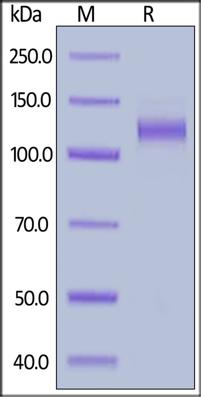 Human VEGF R1, His Tag on SDS-PAGE under reducing (R) condition. The gel was stained overnight with Coomassie Blue. The purity of the protein is greater than 95%.