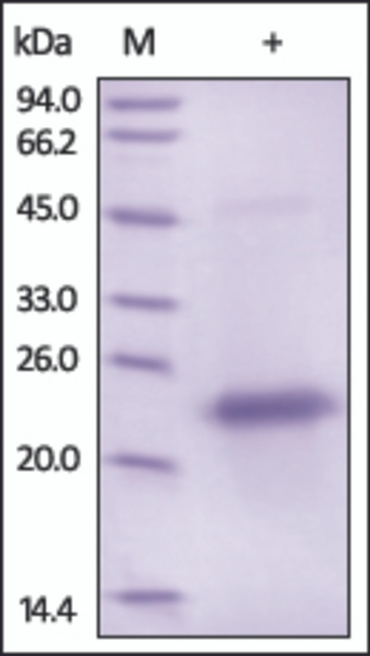 The purity of rh VEGF165 was determined by DTT-reduced (+) SDS-PAGE and staining overnight with Coomassie Blue.