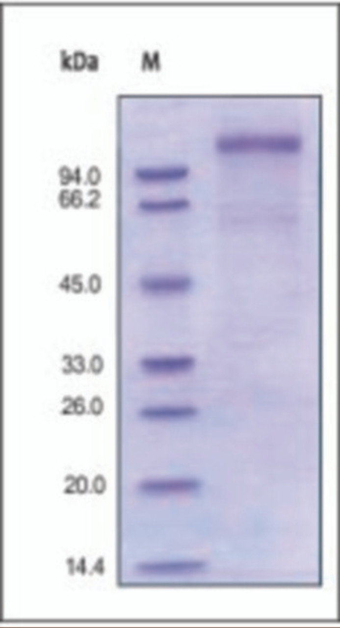 The purity of rh VLDLR was determined by DTT-reduced (+) SDS-PAGE and staining overnight with Coomassie Blue.