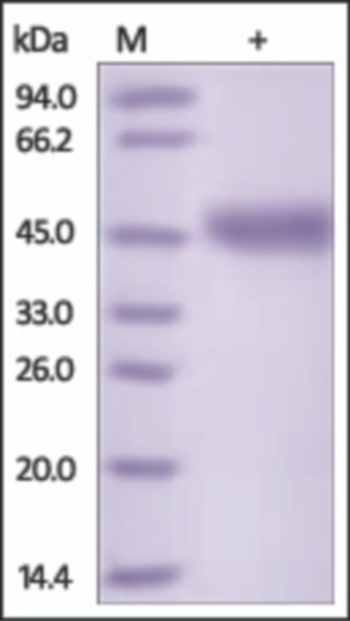 The purity of rh VSIG4 was determined by DTT-reduced (+) SDS-PAGE and staining overnight with Coomassie Blue.