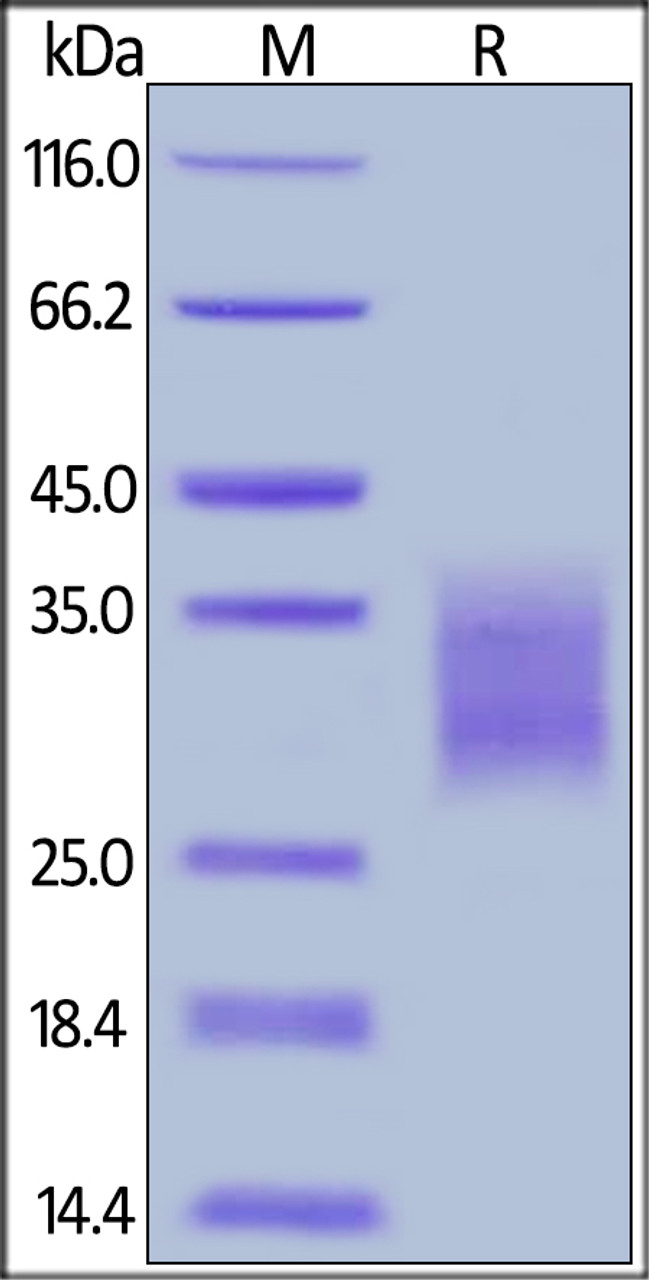 Cynomolgus / Rhesus macaque 4-1BB, His Tag on SDS-PAGE under reducing (R) condition. The gel was stained overnight with Coomassie Blue. The purity of the protein is greater than 92%.