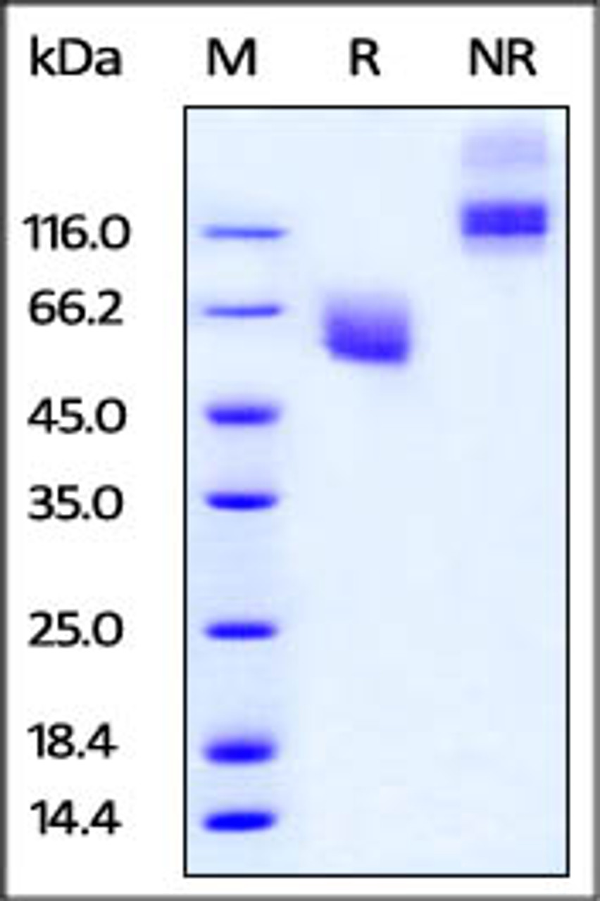 Cynomolgus / Rhesus macaque CD47, Fc Tag on SDS-PAGE under reducing (R) and non-reducing (NR) conditions. The gel was stained overnight with Coomassie Blue. The purity of the protein is greater than 95%.