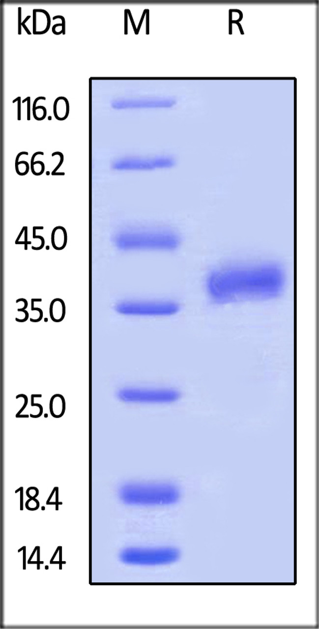 Cynomolgus / Rhesus macaque FOLR1, His Tag on SDS-PAGE under reducing (R) condition. The gel was stained overnight with Coomassie Blue. The purity of the protein is greater than 90%.