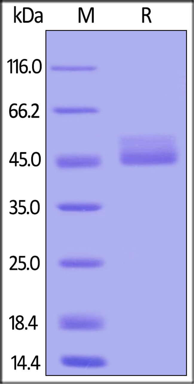 Cynomolgus / Rhesus macaque TIGIT, Fc Tag on SDS-PAGE under reducing (R) condition. The gel was stained overnight with Coomassie Blue. The purity of the protein is greater than 95%.