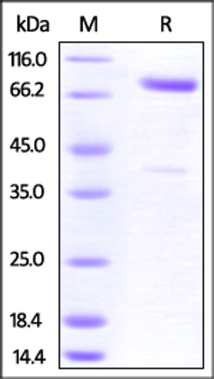 Cynomolgus CRTAM, Fc Tag on SDS-PAGE under reducing (R) condition. The gel was stained overnight with Coomassie Blue. The purity of the protein is greater than 90%.