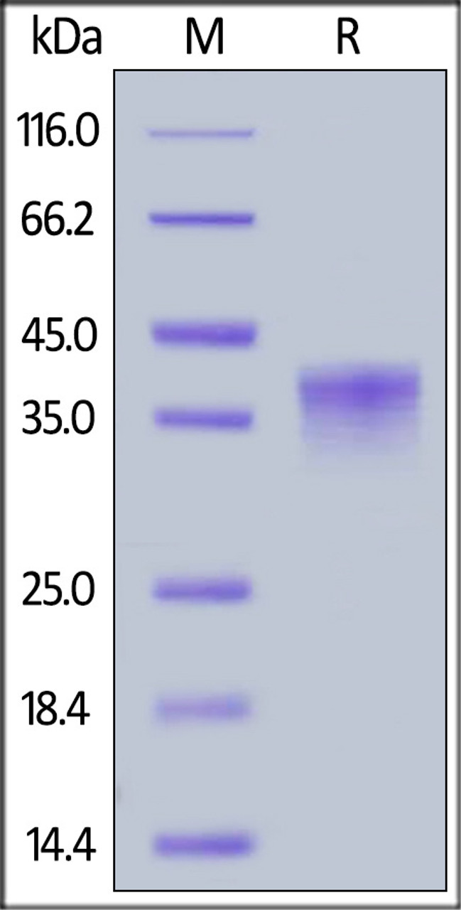 Cynomolgus LILRB4, His Tag on SDS-PAGE under reducing (R) condition. The gel was stained overnight with Coomassie Blue. The purity of the protein is greater than 90%.