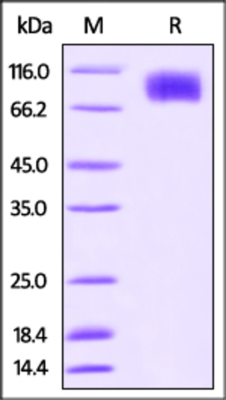 Cynomolgus M-CSF R, His Tag on SDS-PAGE under reducing (R) condition. The gel was stained overnight with Coomassie Blue. The purity of the protein is greater than 95%.